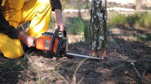 Leaf Removal in Avon Park, FL