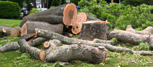 How Our Tree Care Process Works  in  Avon Park, FL