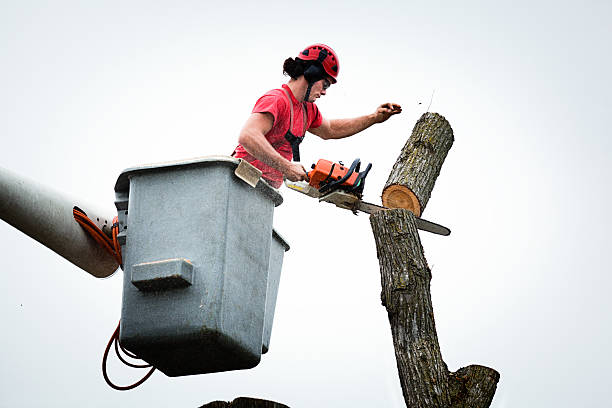 Avon Park, FL Tree Care Company